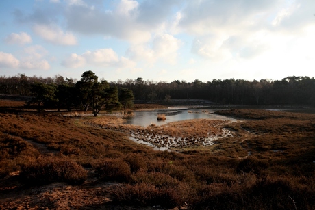 Hatertse Vennen