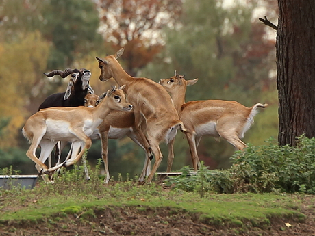 "Dancing in the Forest"