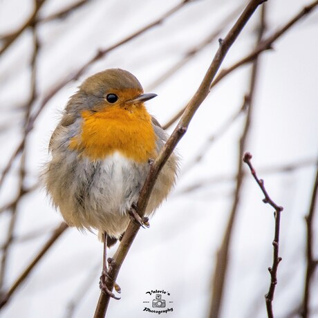 Een mooi rood bolletje, om verliefd op te worden