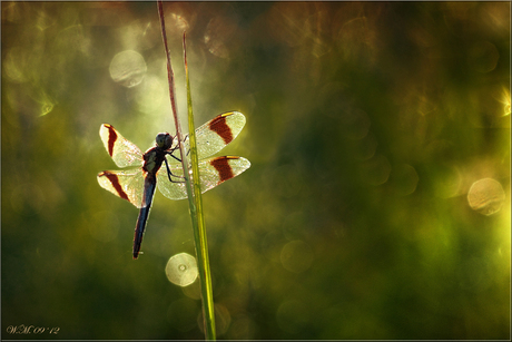 The Banded Darter