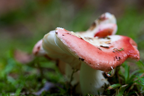 Braakrussula