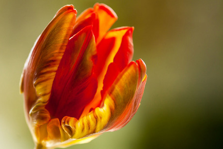 eenvoudig tulp