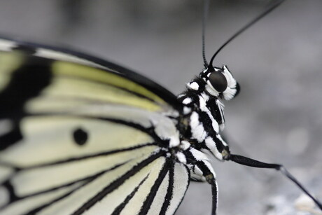 Vlinder close-up
