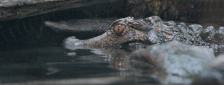 Kaaiman? Waarzo?