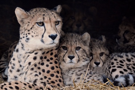 Cheetah's in Burgers Zoo