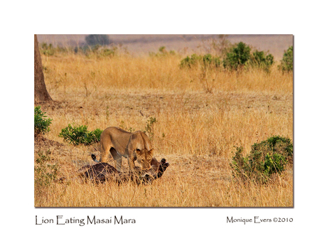 Lion eating in Masai Mara