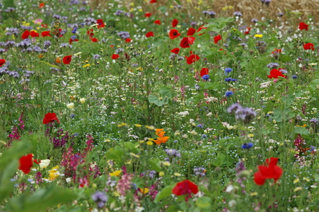 veldbloemen