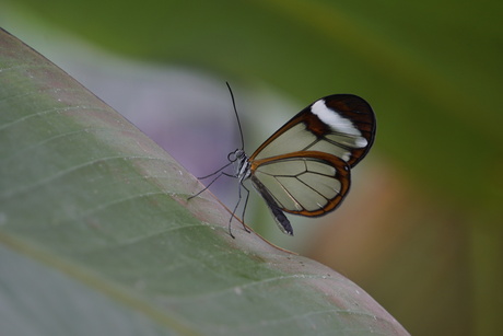 Doorzichtige vlinder