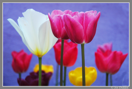 Keukenhof