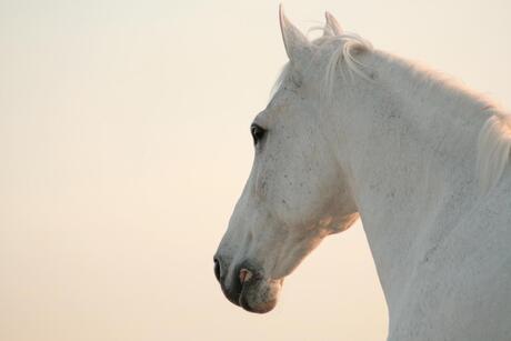 Het paard van Sinterklaas