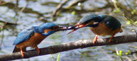 Ijsvogel