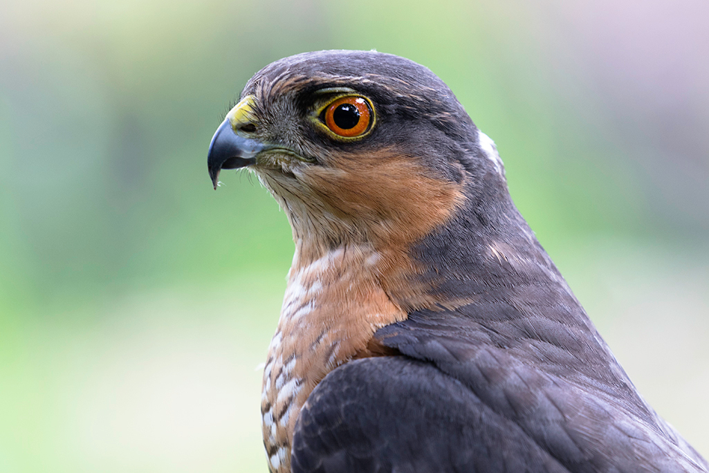 Sperwer man - Paniek.  Komt deze Sperwer op nog geen 2 meter van je vandaan op een blok hout zitten. 
De focus van de lens staat ingesteld op 3 meter tot oneindig - foto door Jimmy54 op 14-07-2018 - deze foto bevat: boom, vogel, bos