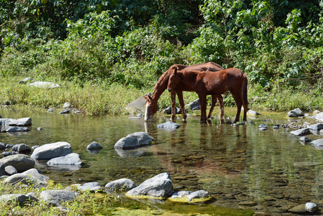 Thirsty Horses