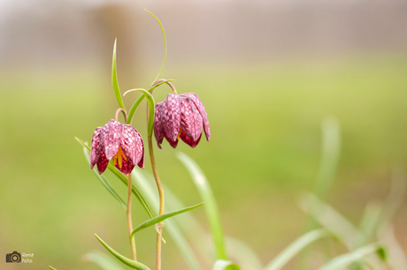 Fritillaria meleagris