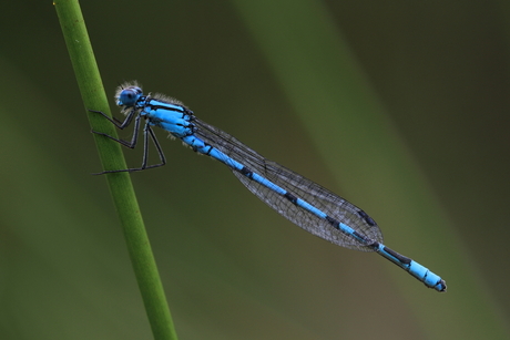 Blauwe libelle