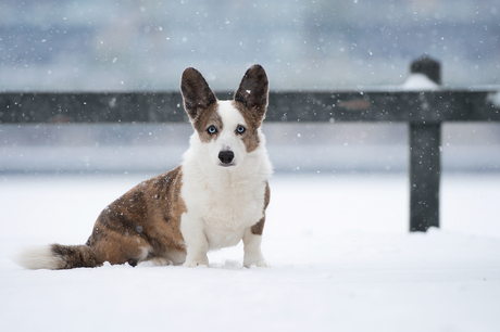 snow queen...