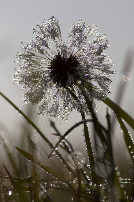 Paardenbloem druppels