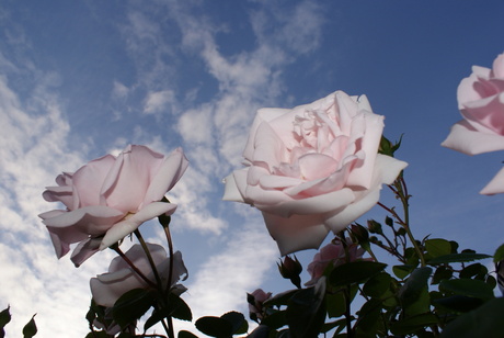 Rozen
