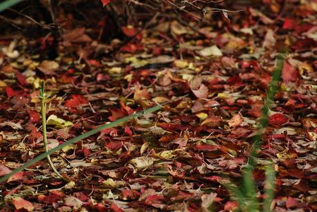 Herfstbladeren