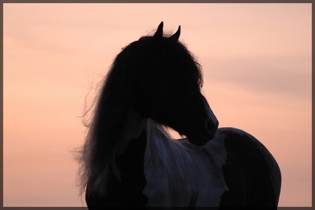 Paard met zonsondergang