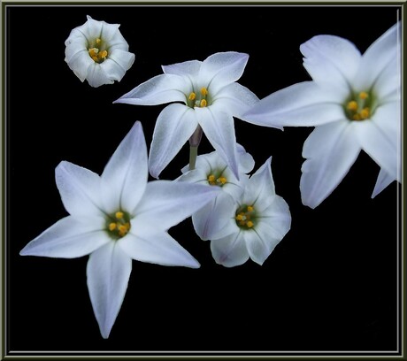 little white flowers