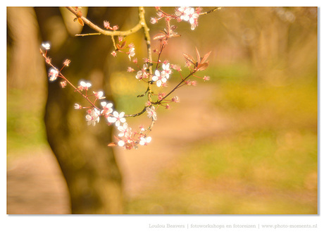 Spring romance