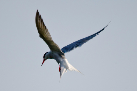 Vissendief hangt in de lucht