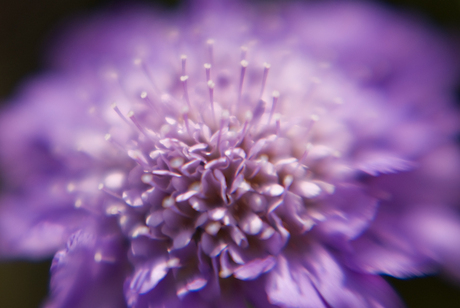 Lensbaby - Purple Haze