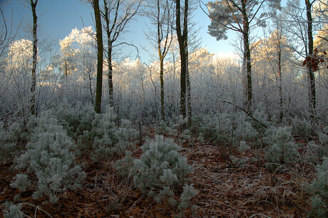 Frozen forest