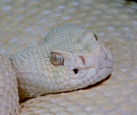 witte Python