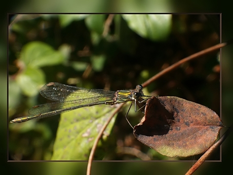 Libel ................................