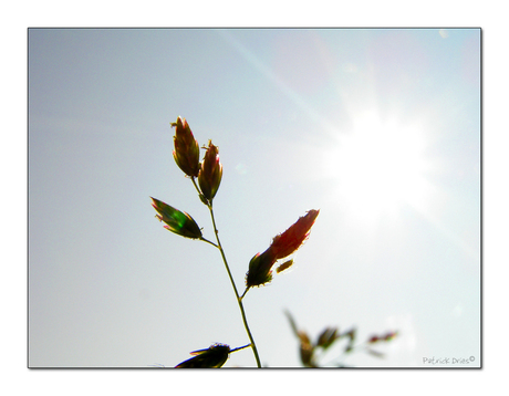 Gras in de zon