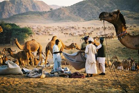 Kamelen Fair