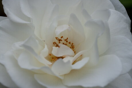 witte roos 3