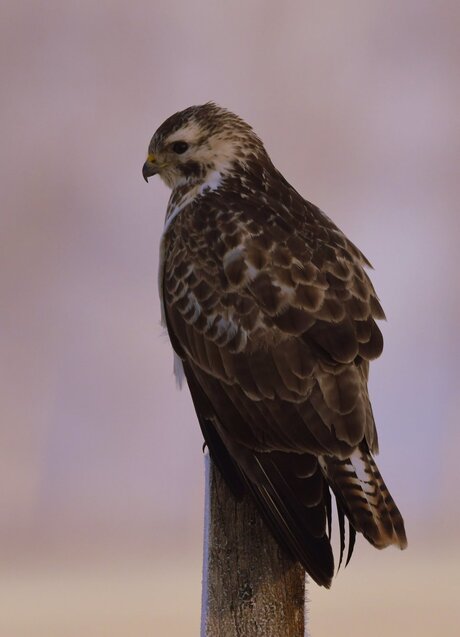 Buizerd