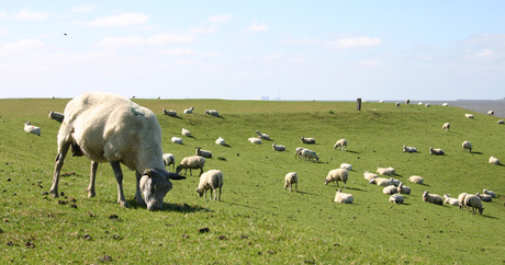 Schapen bij Termunten