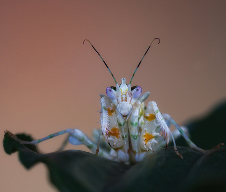 "Aliens vs. Macrophophotographer" part one