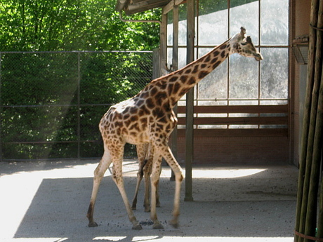 Giraffe