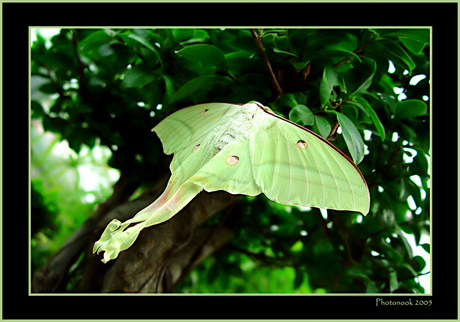 Fly me to the moon...