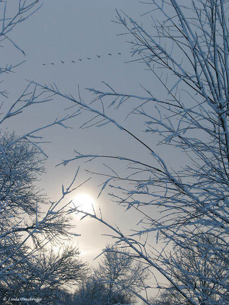 Winter in Maarssen