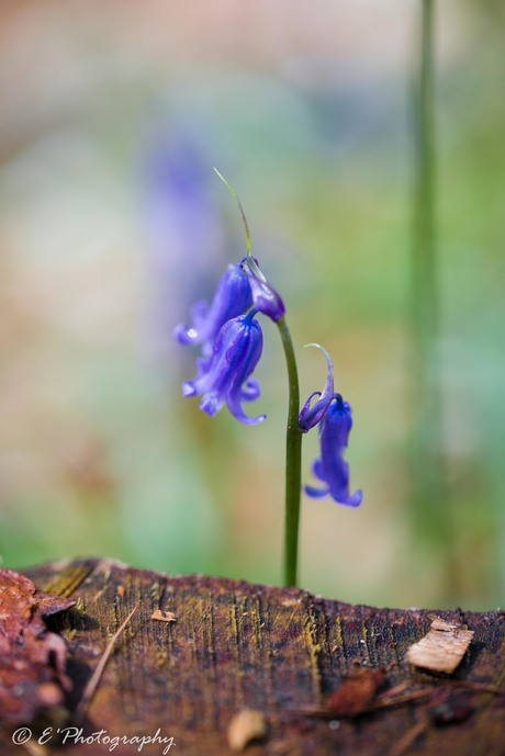 Hallerbos