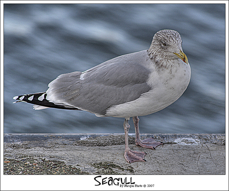 Seagull
