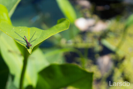libelle op blad