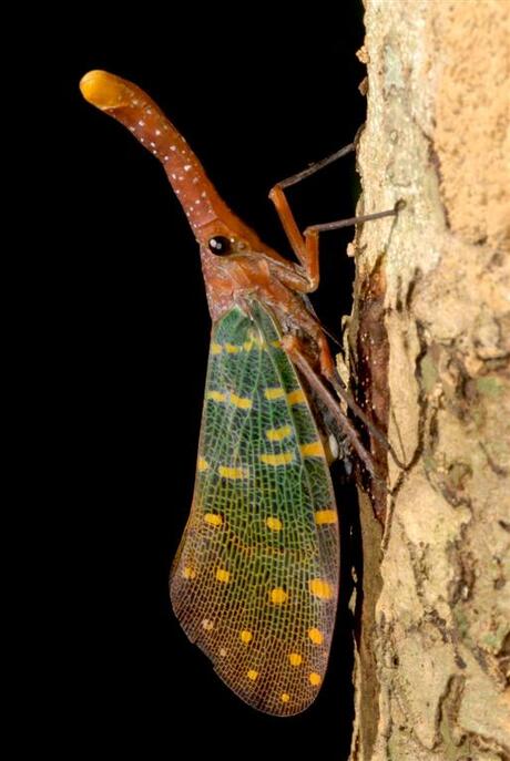 Lantaarndrager (soort cicade), Pulau tiga (Borneo)