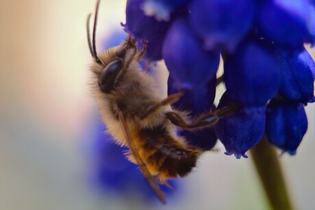 bij op blauwe druif