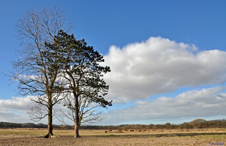 bomen in landschap