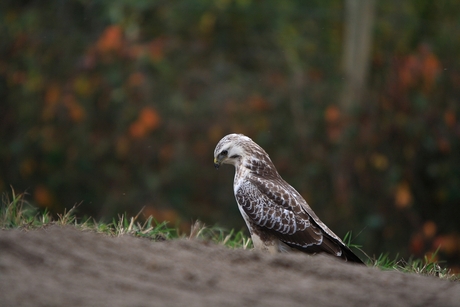 Buizerd