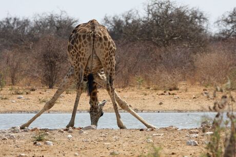 Vrijpostige foto van een giraffe