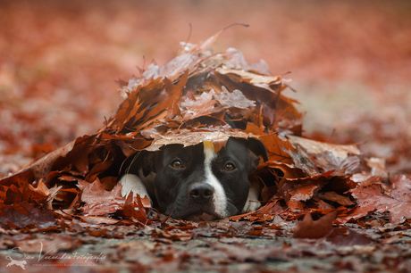 Joop in de bladerhoop
