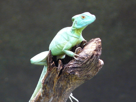 Green Iguana